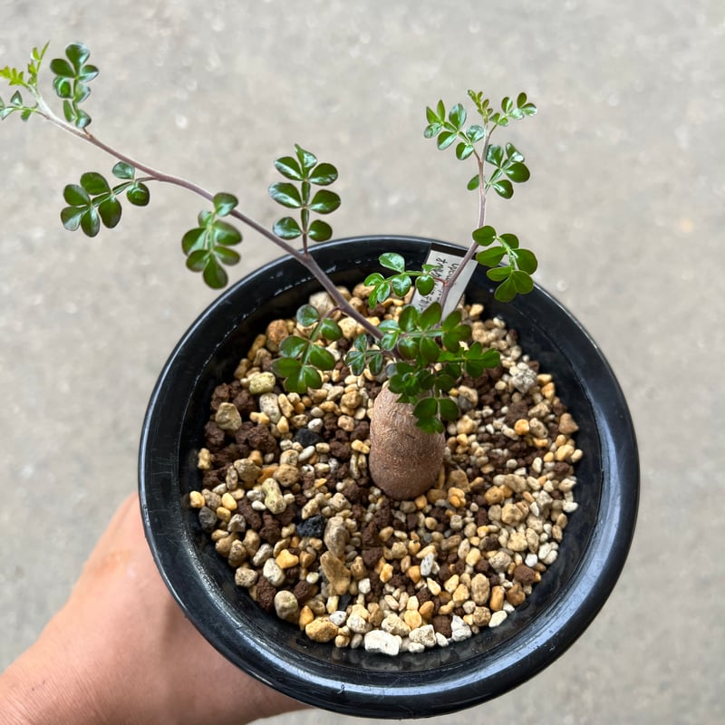 オペルクリカリア デカリー根差し | STELLA.PLANTS オペルクリカリア デカリー根差し | STELLA.PLANTS