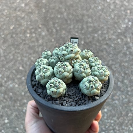 オルテゴカクタスマクドガリー | STORES