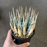 アガベ チタノタ 狼人 3 | STELLA.PLANTS