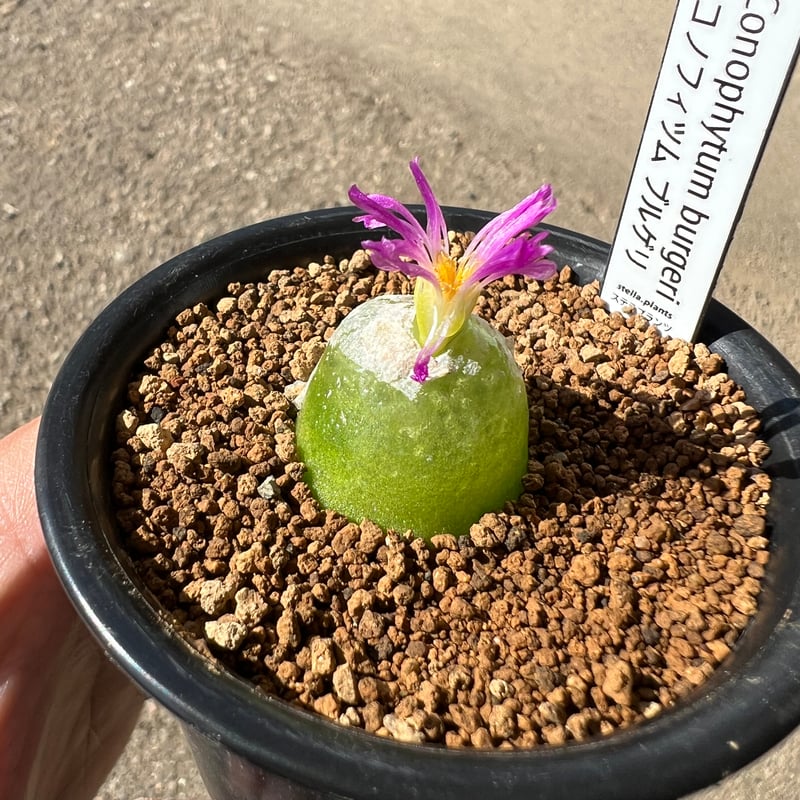 コノフィツム ブルゲリ | STELLA.PLANTS コノフィツム ブルゲリ | STELLA.PLANTS