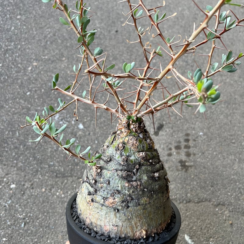 チャッピー　観峰玉 フォークイエリア コルムナリス 観峰玉 | STELLA.PLANTS