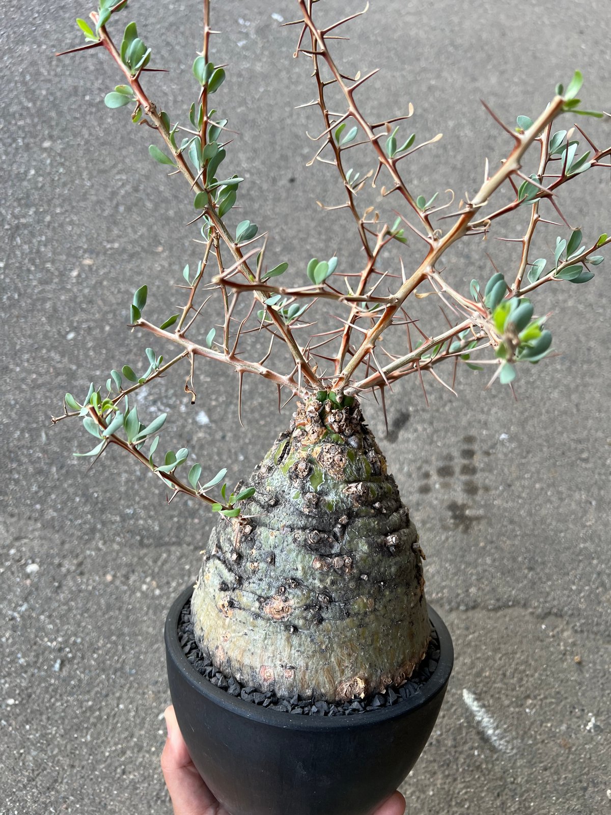 フォークイエリア コルムナリス 観峰玉 | STELLA.PLANTS