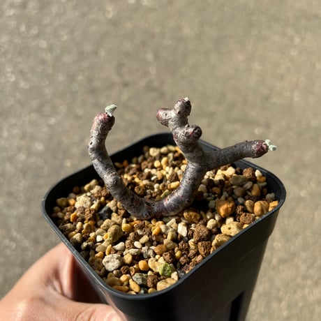 ペラルゴニウムミラビレ | STORES