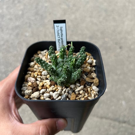 CATEGORY ユーフォルビア | STELLA.PLANTS