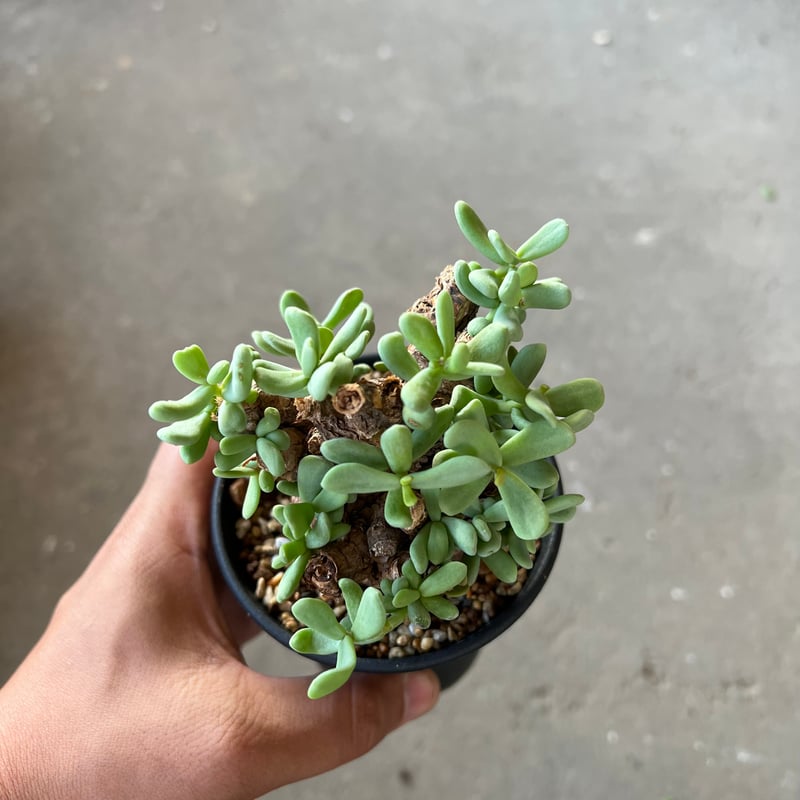 ケラリア ピグマエア2 | STELLA.PLANTS