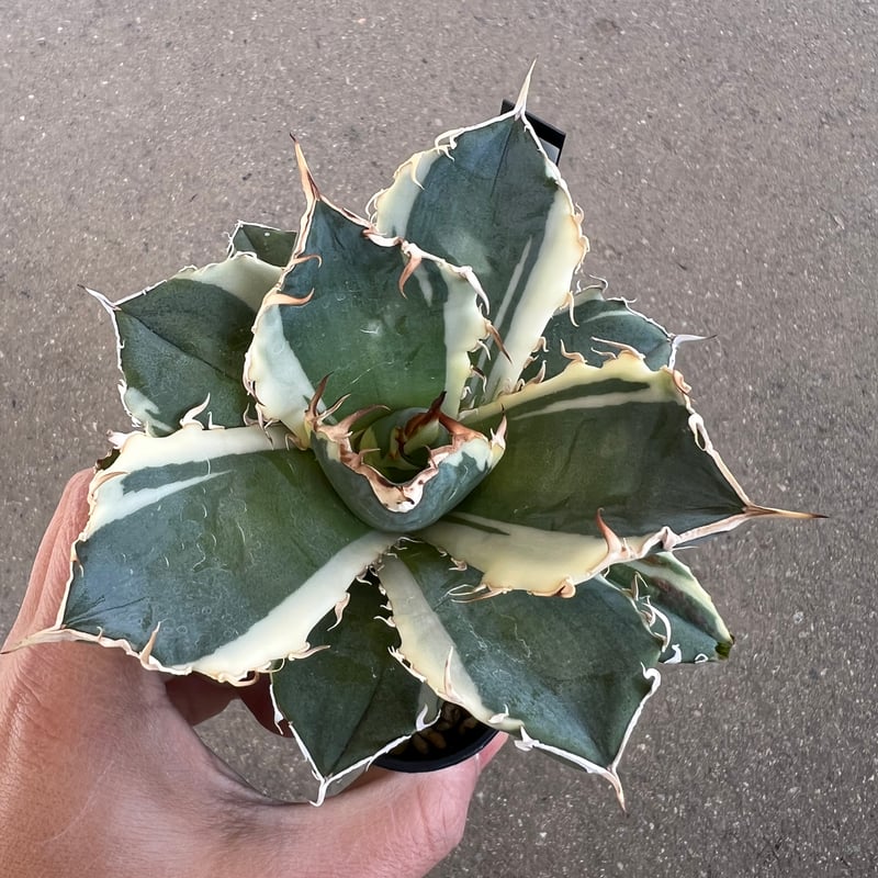 アガベ チタノタ 白鯨錦2 | STELLA.PLANTS