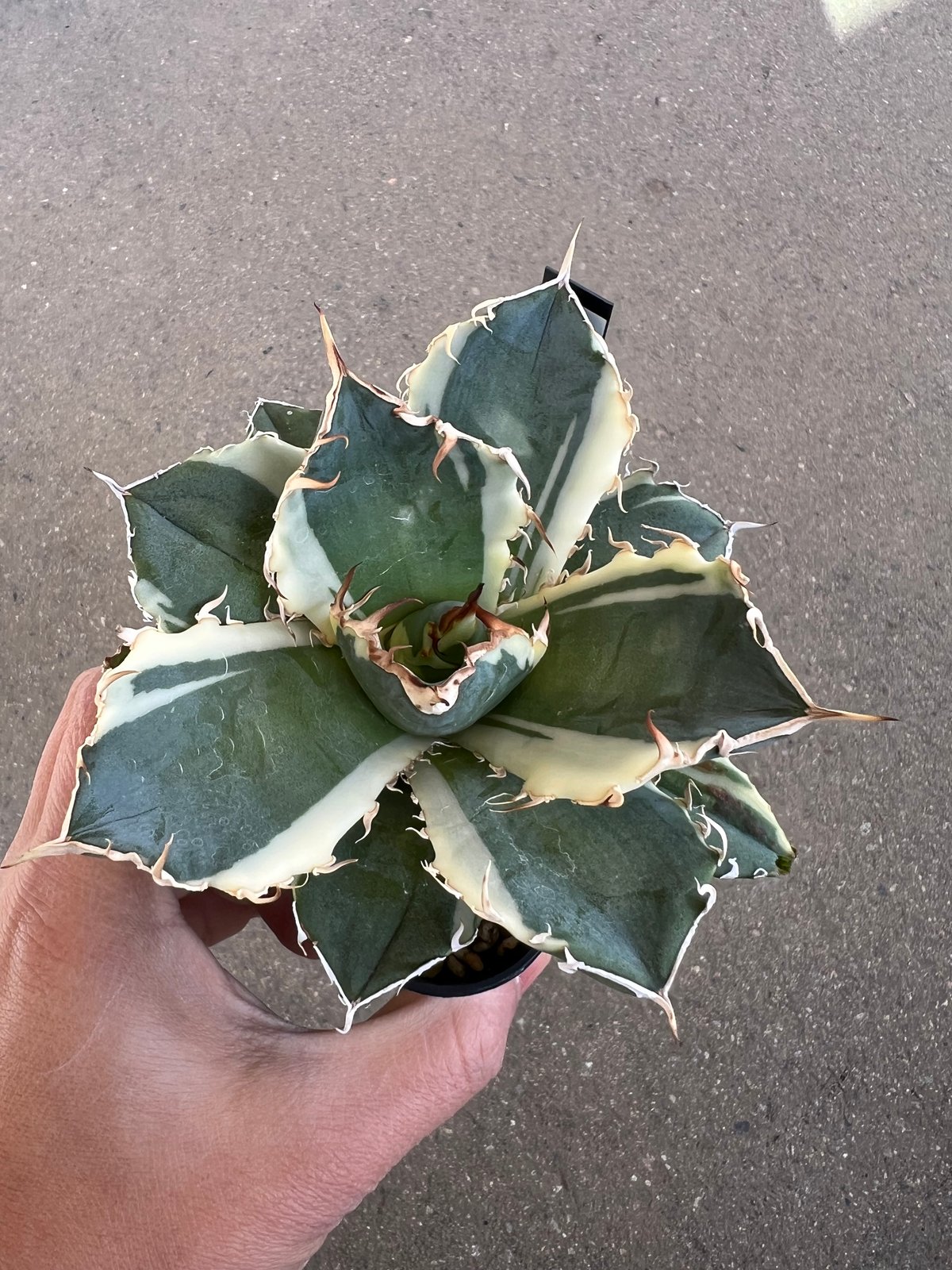 アガベ チタノタ 白鯨錦2 | STELLA.PLANTS
