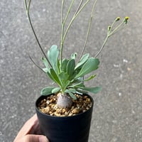 エリオスペルマム アルキコルネ | STELLA.PLANTS