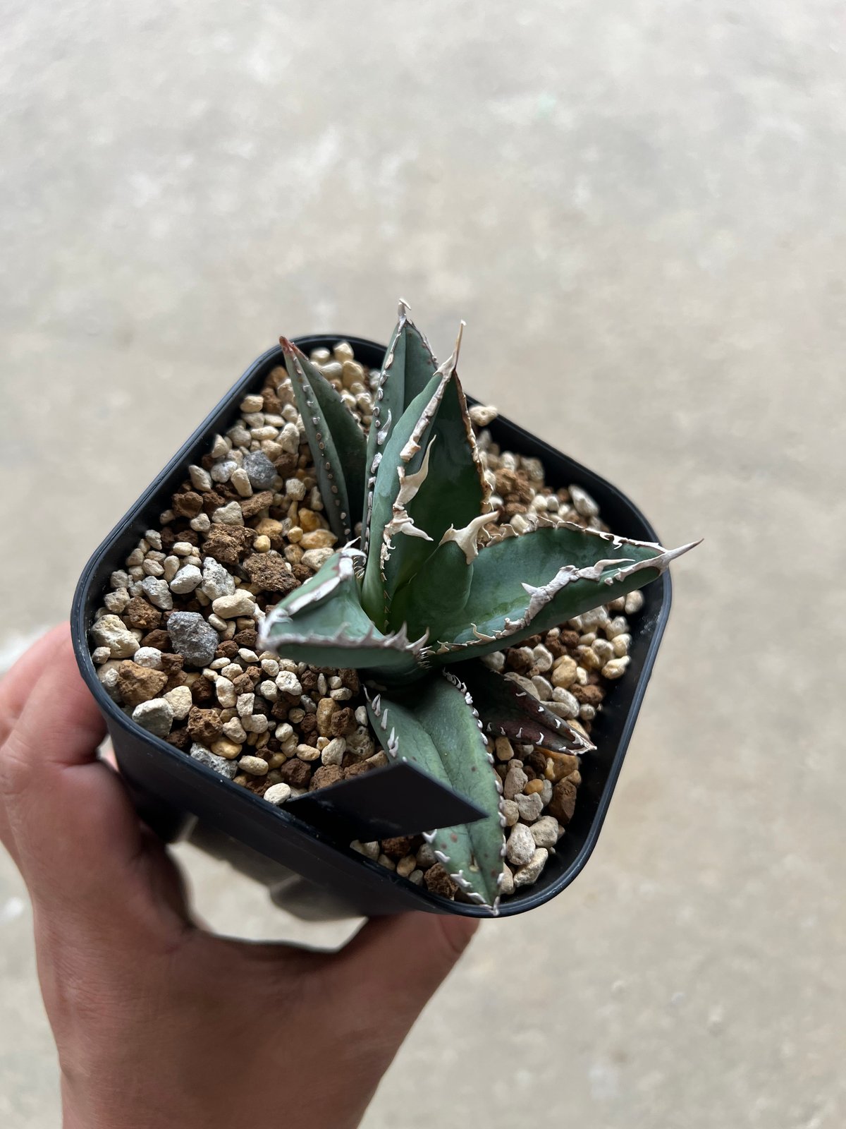 アガベチタノタ狼人　現品鉢ごと発送 アガベチタノタ狼人 現品鉢ごと発送 鉢ごと発送】人気のチタノタ8種