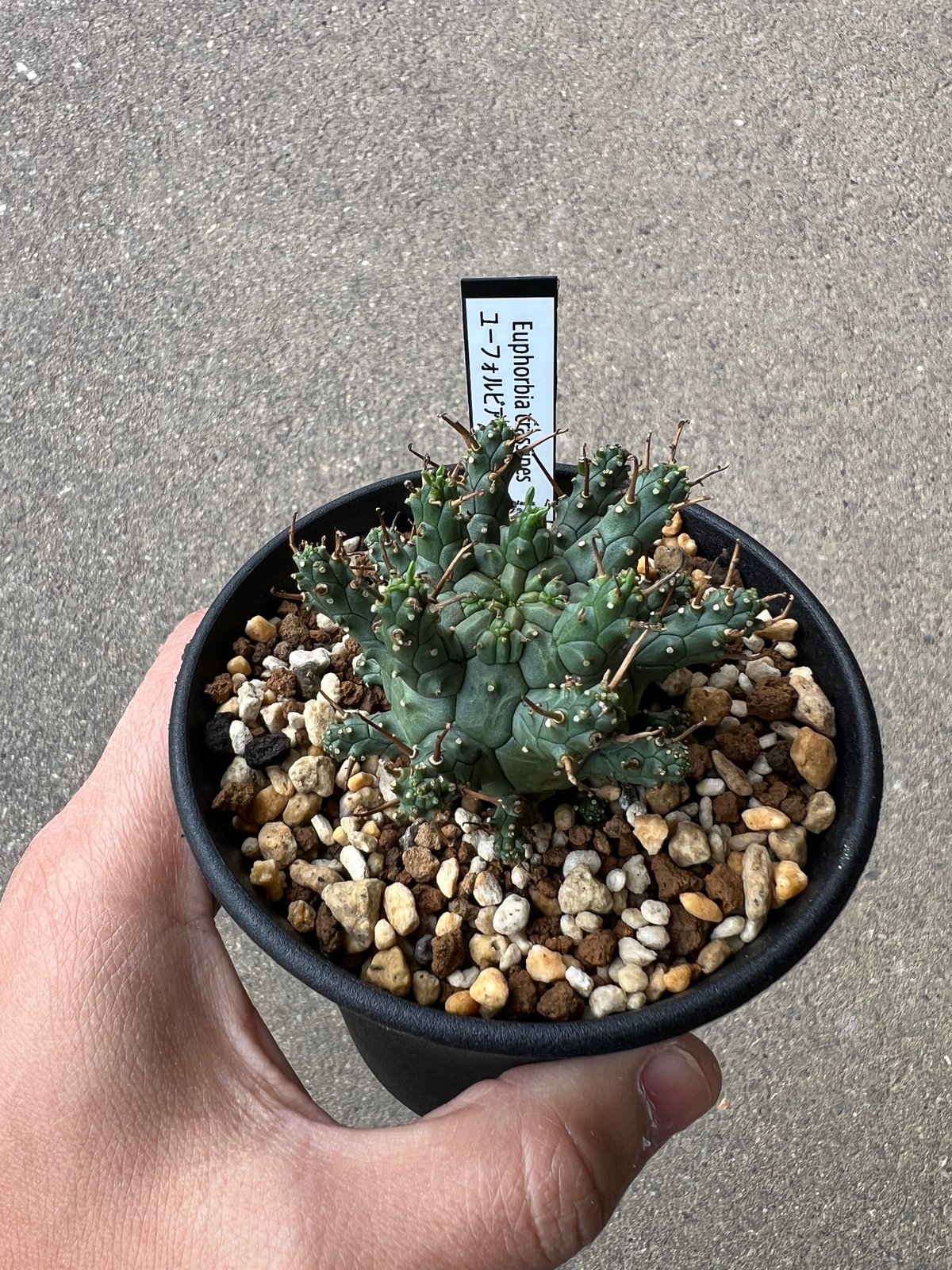 ユーフォルビア クラシペス1 | STELLA.PLANTS