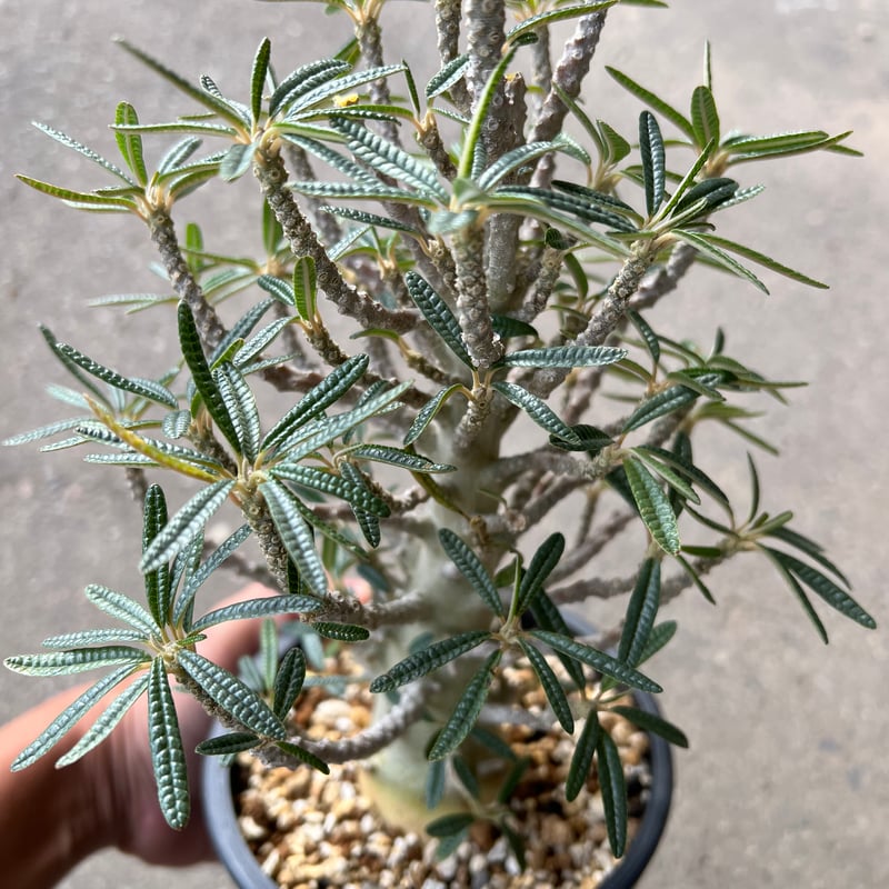 希少ドルステニアギガスブラータ国内実生株 ドルステニア ギガス ブラータ | STELLA.PLANTS