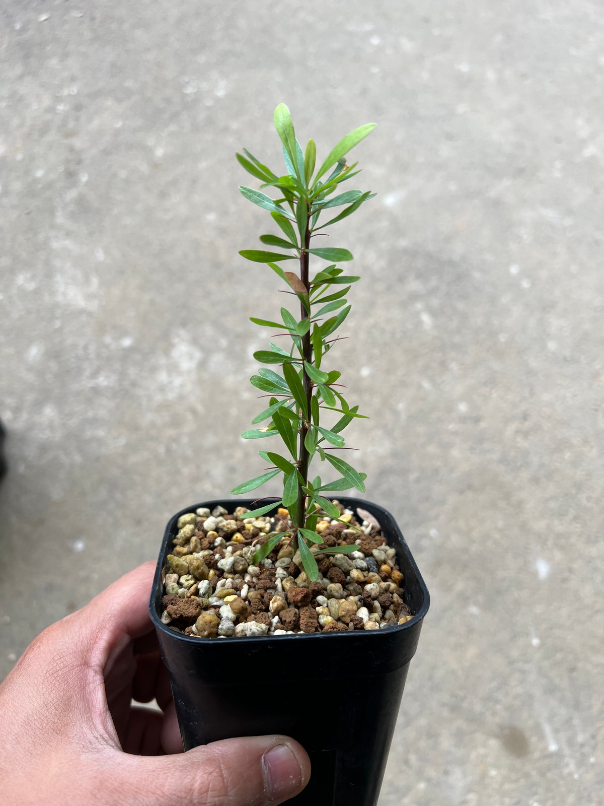 フォークイエリア プルプシー挿木2 | STELLA.PLANTS