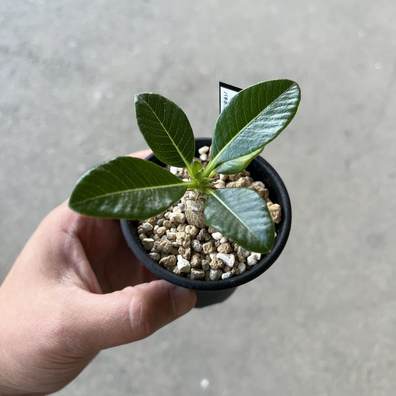 パキポディウム ウィンゾリー | STELLA.PLANTS パキポディウム ウィンゾリー | STELLA.PLANTS