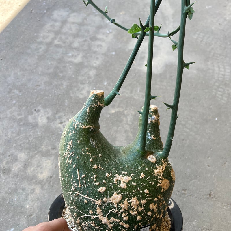 アデニア プセウドグロボーサ | STELLA.PLANTS 