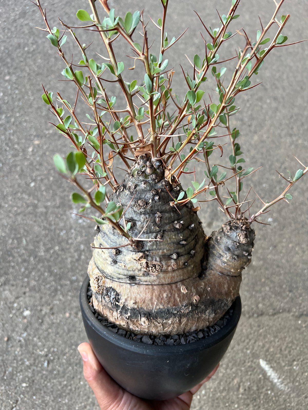 フォークイエリア コルムナリス 観峰玉 | STELLA.PLANTS