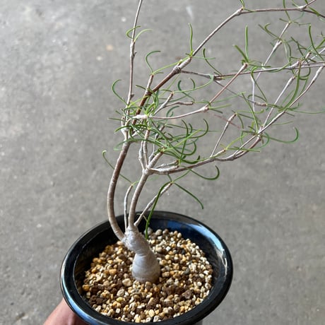 CATEGORY ユーフォルビア | STELLA.PLANTS CATEGORY ユーフォルビア | STELLA.PLANTS