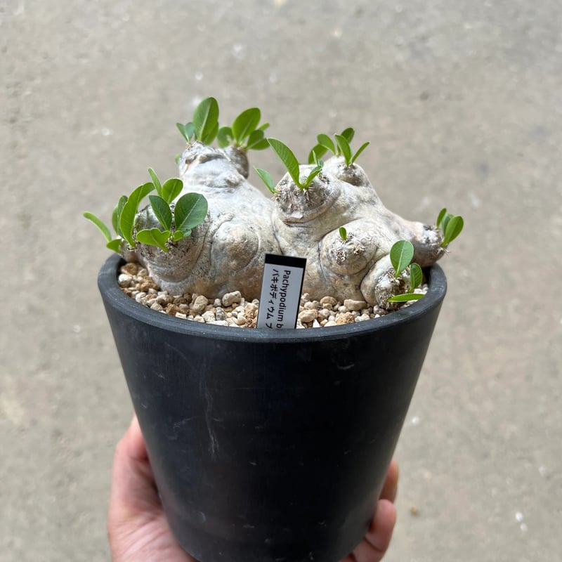 パキポディウム ブレビカウレ 恵比寿笑い | STELLA.PLANTS パキポディウム ブレビカウレ 恵比寿笑い | STELLA.PLANTS