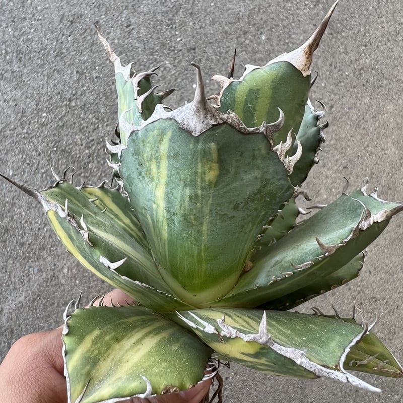 アガベ チタノタ 縞斑 | STELLA.PLANTS アガベ チタノタ 縞斑 | STELLA.PLANTS