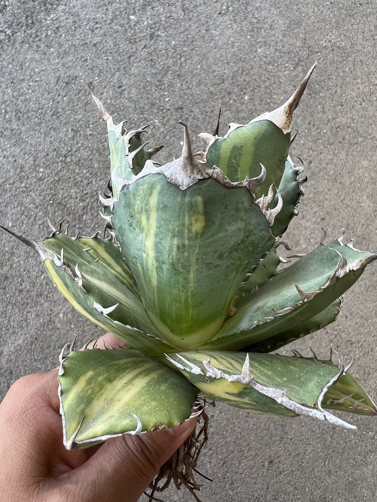 アガベ チタノタ 縞斑 | STELLA.PLANTS アガベ チタノタ 縞斑 | STELLA.PLANTS
