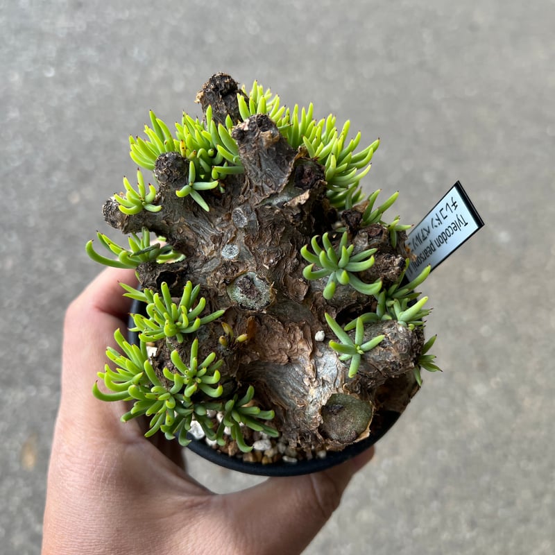 チレコドン　ペアルソニー　現地株　発根済　中サイズ チレコドン ペアルソニー6 | STELLA.PLANTS