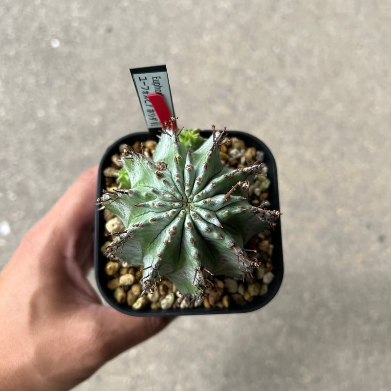 【開花株】ドルステニア　ホルウッディ錦　実生株　ポットごと発送 開花株】ドルステニア ホルウッディ錦 実生株 ポットごと発送