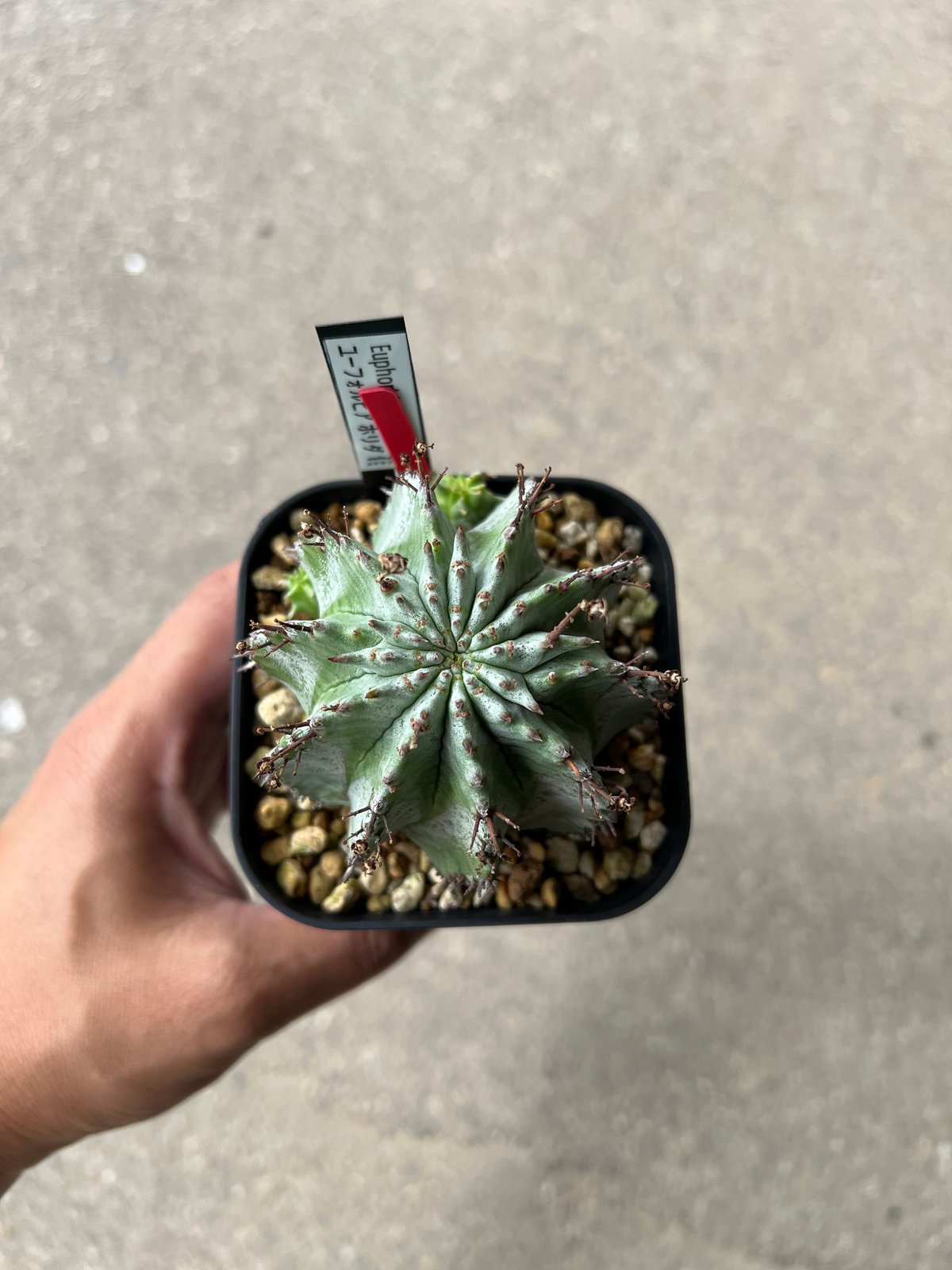 ユーフォルビア ホリダ ユーフォルビア クラビゲラ 2点セット販売 パドー ユーフォルビア ホリダ ユーフォルビア クラビゲラ 2点セット