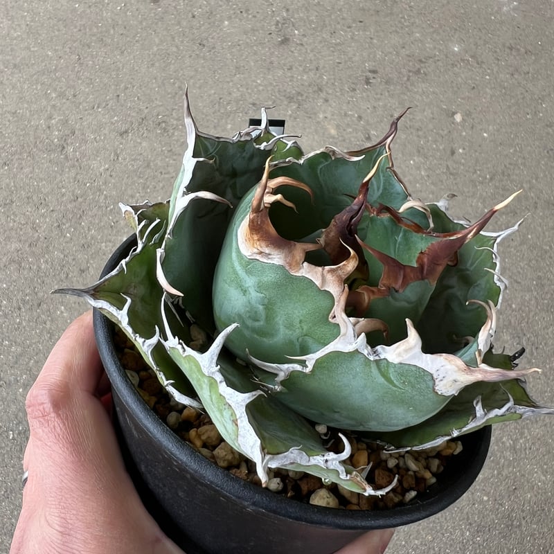 アガベ 白鯨1 | STELLA.PLANTS