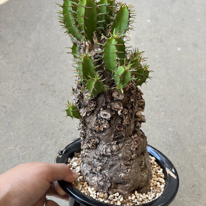 ユーフォルビア ムランジーナ | STELLA.PLANTS ユーフォルビア ムランジーナ | STELLA.PLANTS