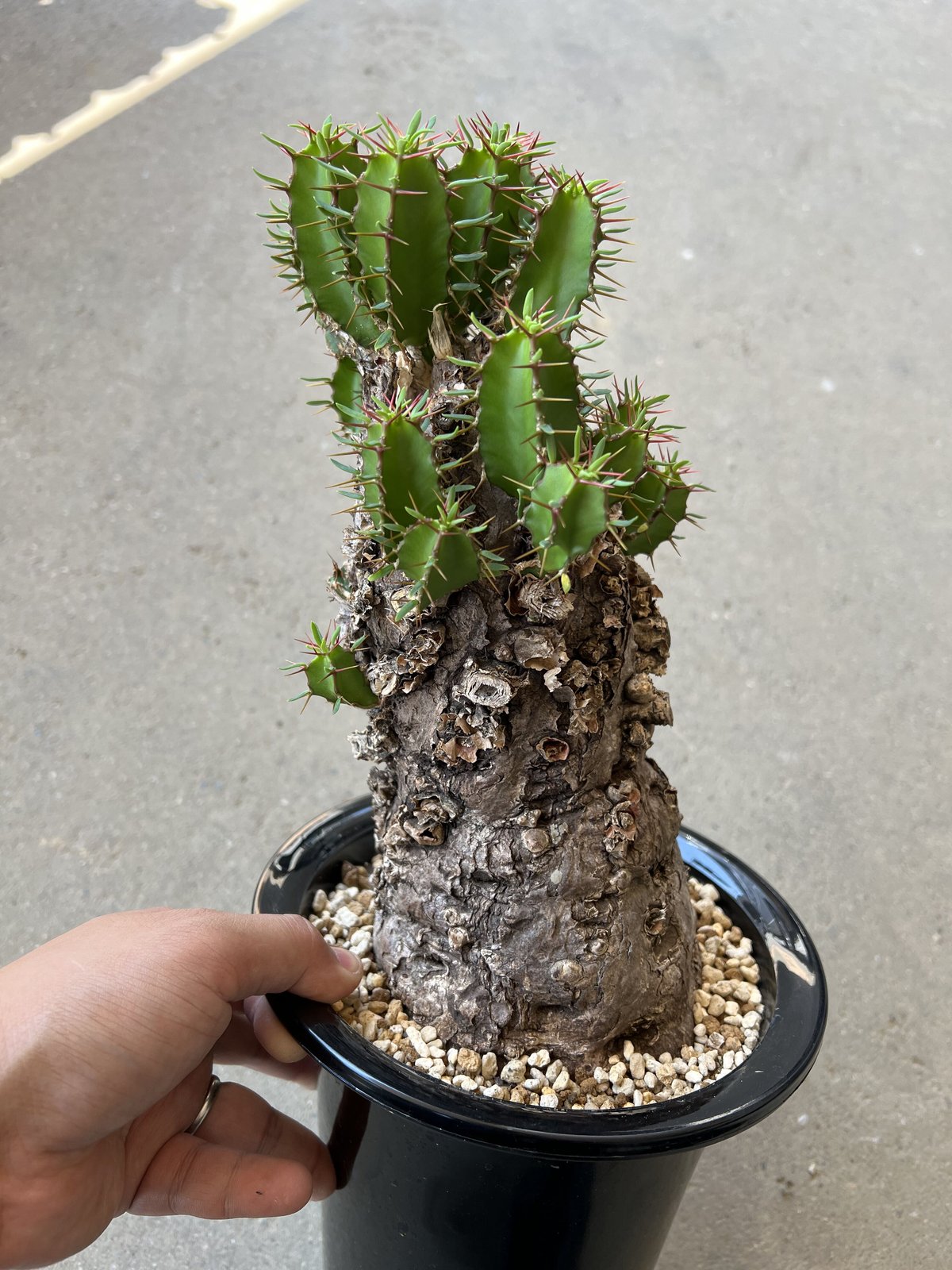 ユーフォルビア　ムランジーナ Euphorbia mlanjeana ユーフォルビア ムランジーナ 発根済現地株