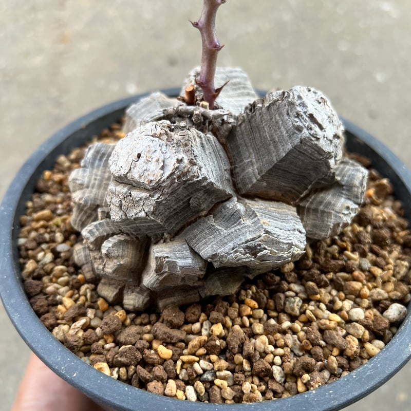 アフリカ亀甲竜 5.5寸6 | STELLA.PLANTS アフリカ亀甲竜 5.5寸6 | STELLA.PLANTS