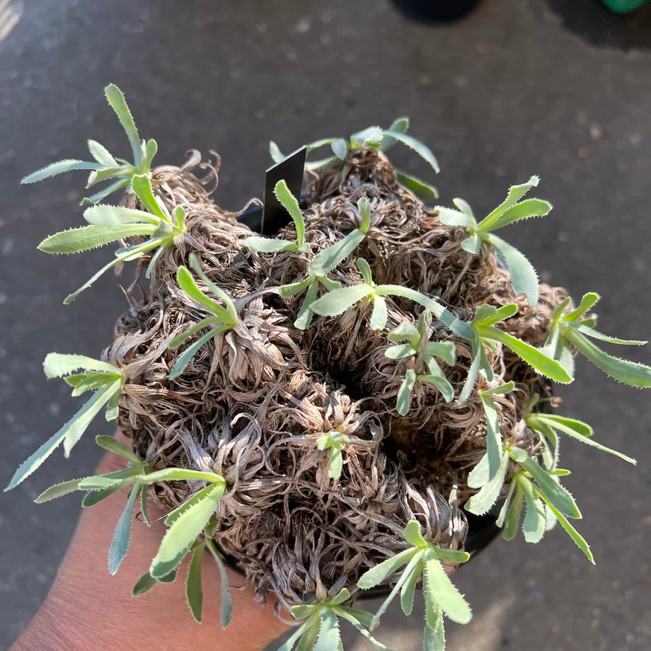 68f9cbd0be11ecb5d0d7d14d