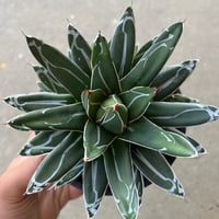 チタノタ スナグルトゥース | STELLA.PLANTS