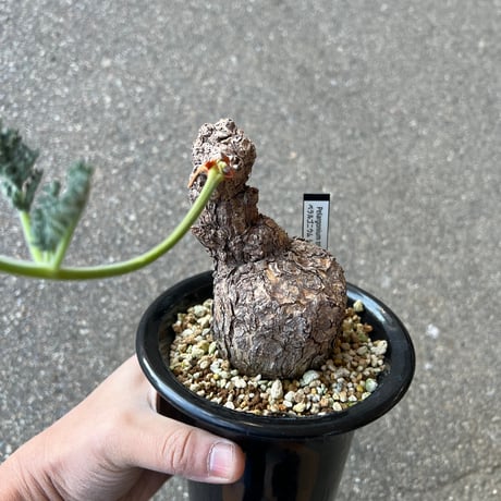 CATEGORY コーデックス | STELLA.PLANTS