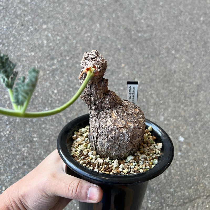 ペラルゴニウム トリステ | STELLA.PLANTS