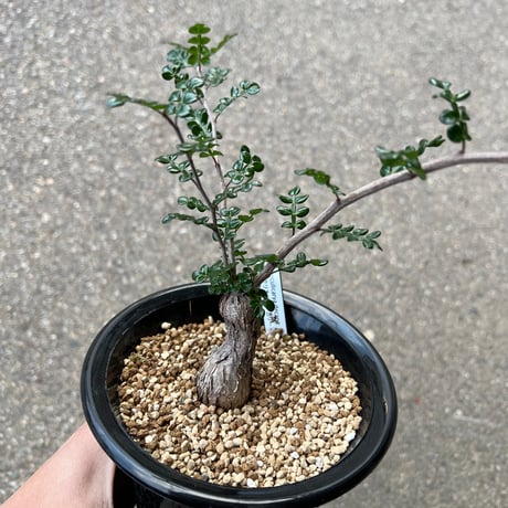 オペルクリカリアデカリー | STORES