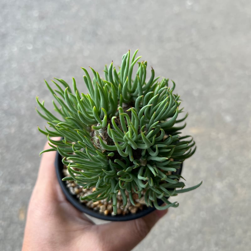 チレコドン ペアルソニー5 | STELLA.PLANTS