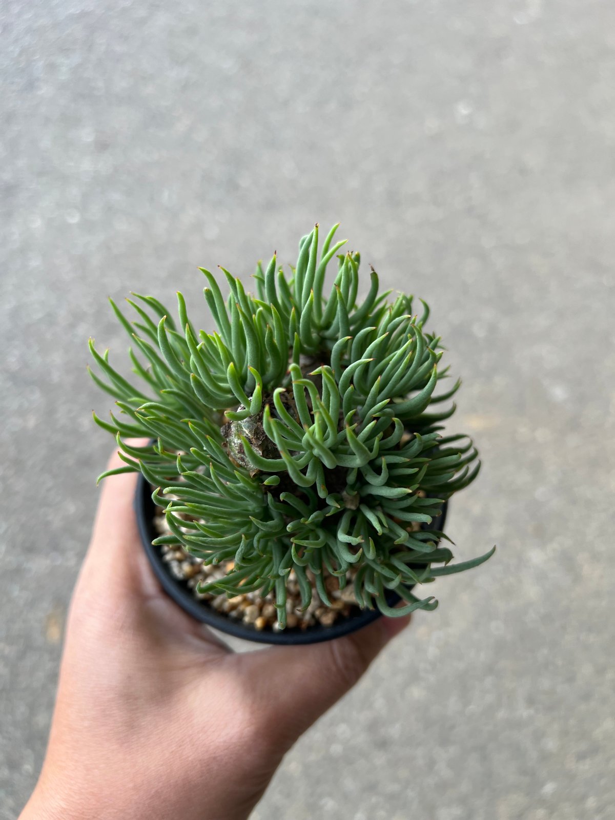 チレコドン ペアルソニー5 | STELLA.PLANTS