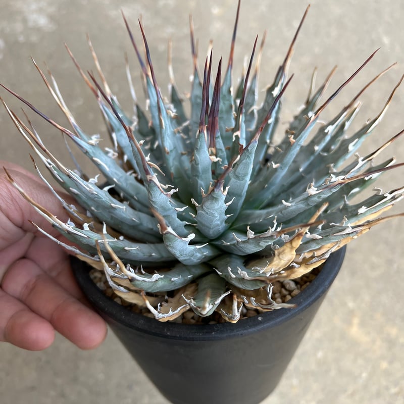 ユタエンシス エボリスピナ | STELLA.PLANTS ユタエンシス エボリスピナ | STELLA.PLANTS