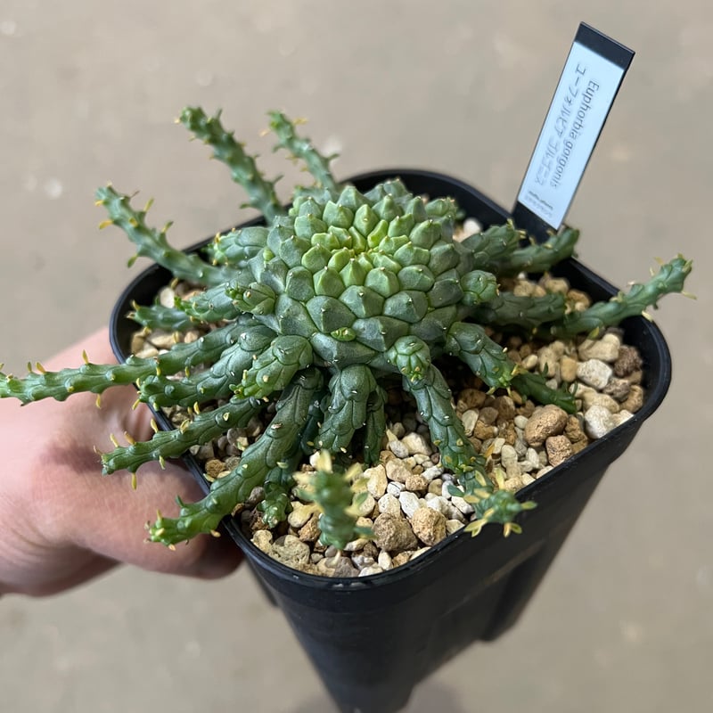 ユーフォルビア ゴルゴニス | STELLA.PLANTS ユーフォルビア ゴルゴニス | STELLA.PLANTS