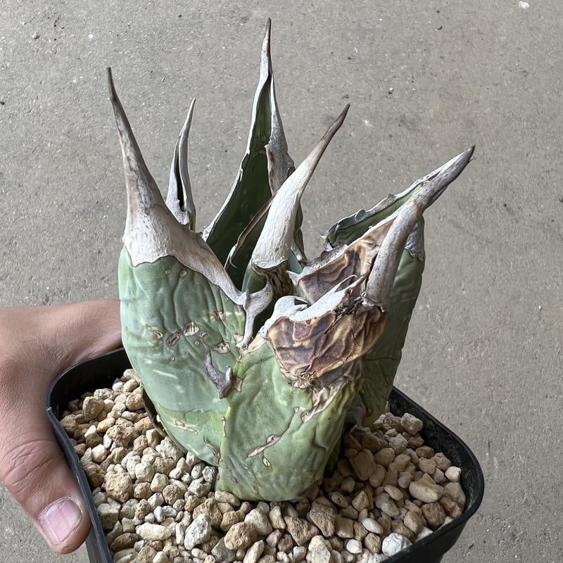 Agave Oaxaca oteroi | STELLA.PLANTS Agave Oaxaca oteroi | STELLA.PLANTS