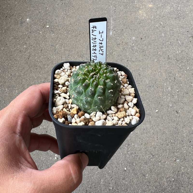 BS014 ユーフォルビア・ギムノカリキオイデス ユーフォルビア ギムノカリキオイデス1 | STELLA.PLANTS