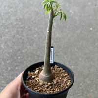 アデニア グラウカ4