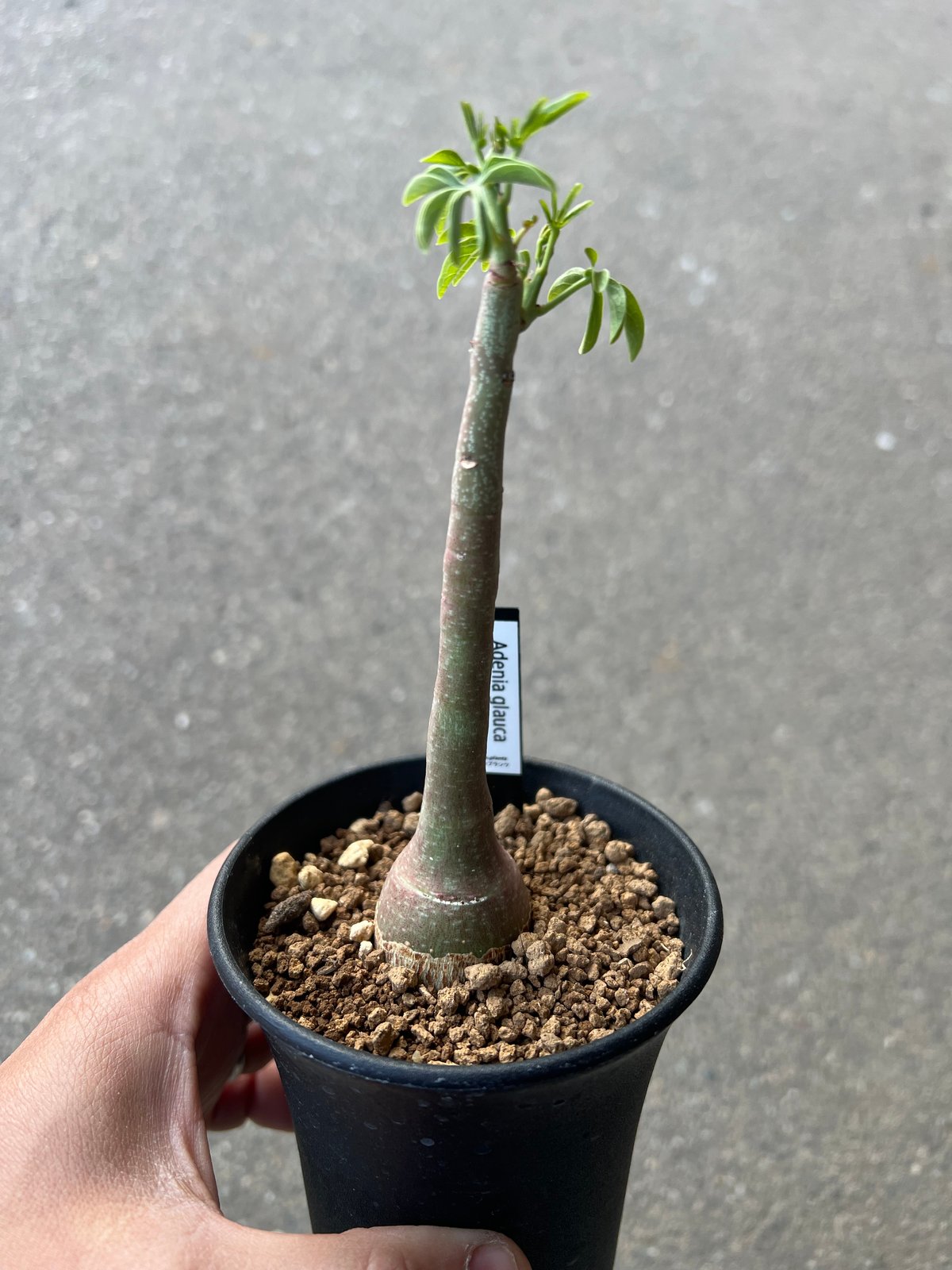 theアデニアグラウカ アデニア グラウカ4 | STELLA.PLANTS