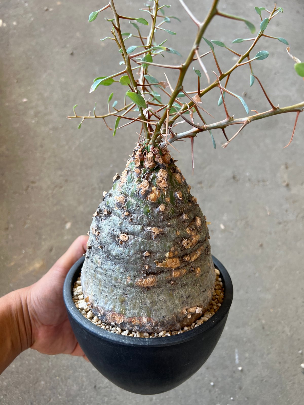 フォークイエリア コルムナリス 観峰玉 | STELLA.PLANTS