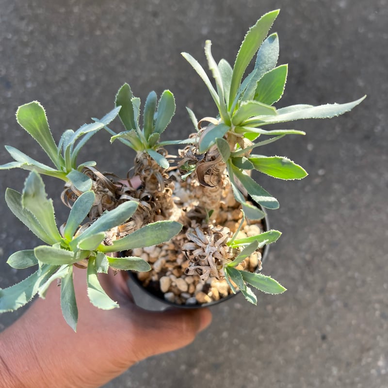 オトンナ レピドカウリス 発根済 オトンナ レピドカウリス | STELLA.PLANTS