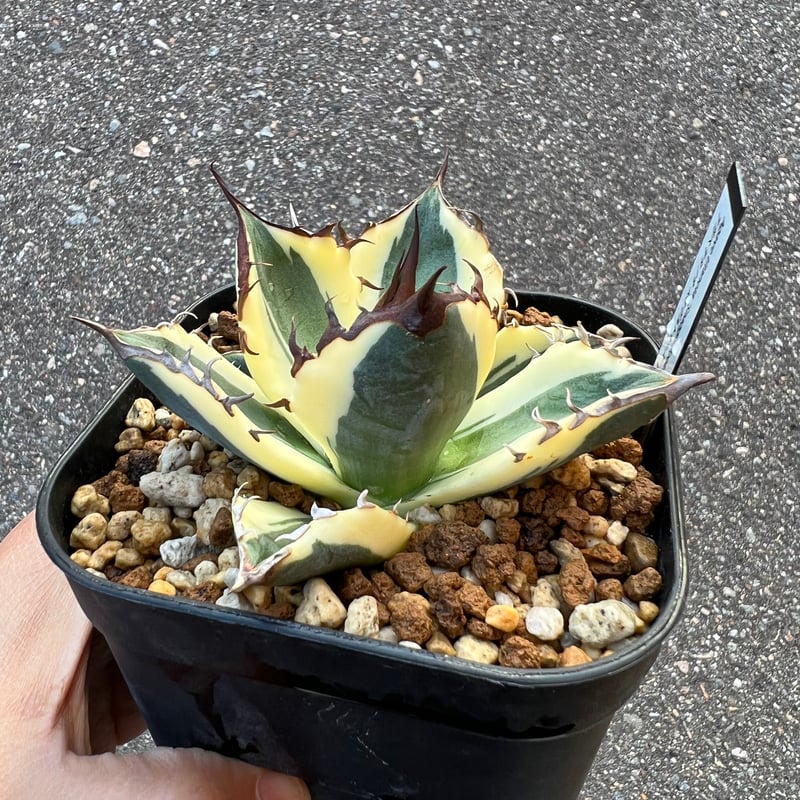 チタノタ スナグルトゥース | STELLA.PLANTS チタノタ スナグルトゥース | STELLA.PLANTS