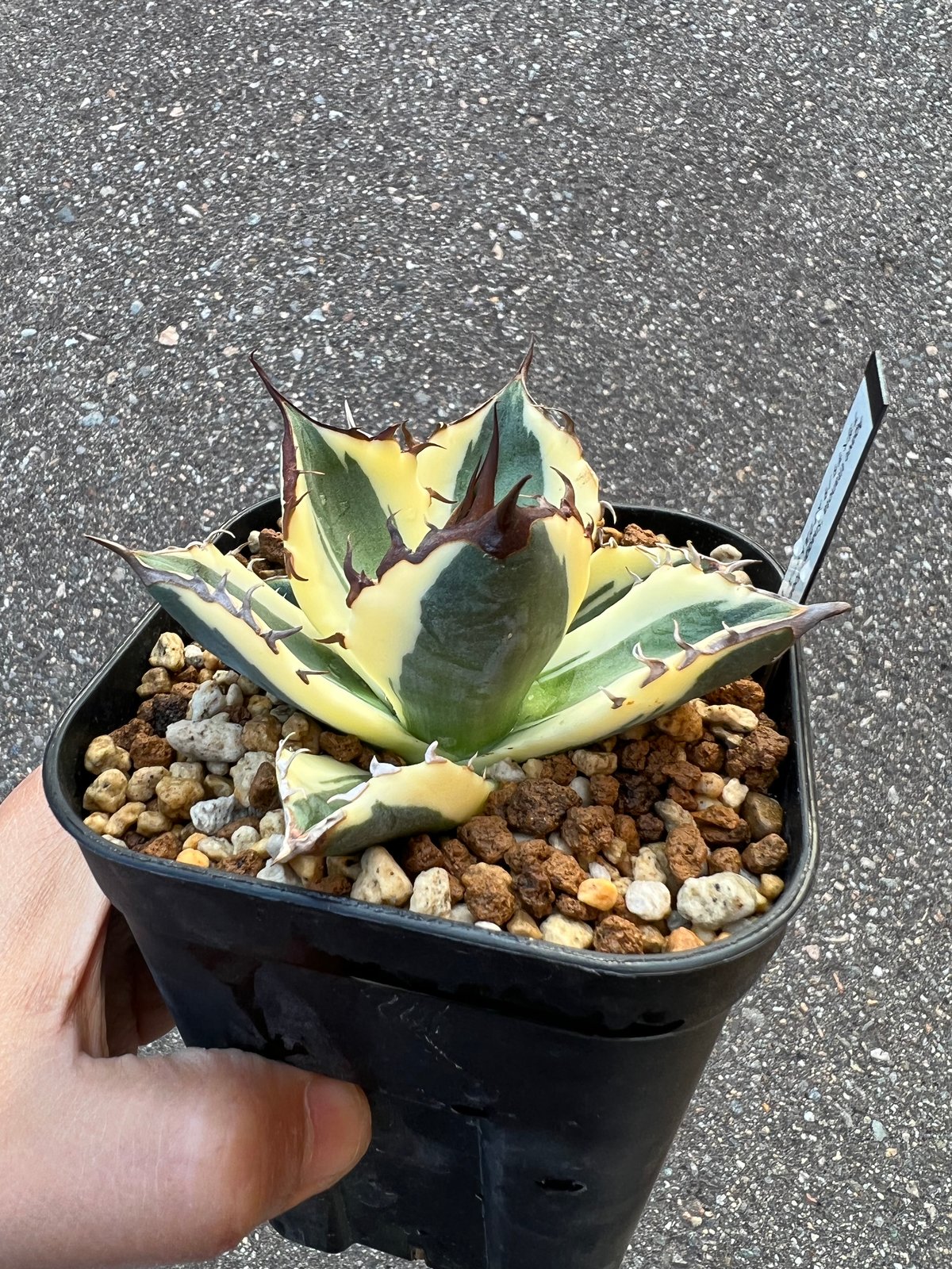 チタノタ スナグルトゥース | STELLA.PLANTS チタノタ スナグルトゥース | STELLA.PLANTS