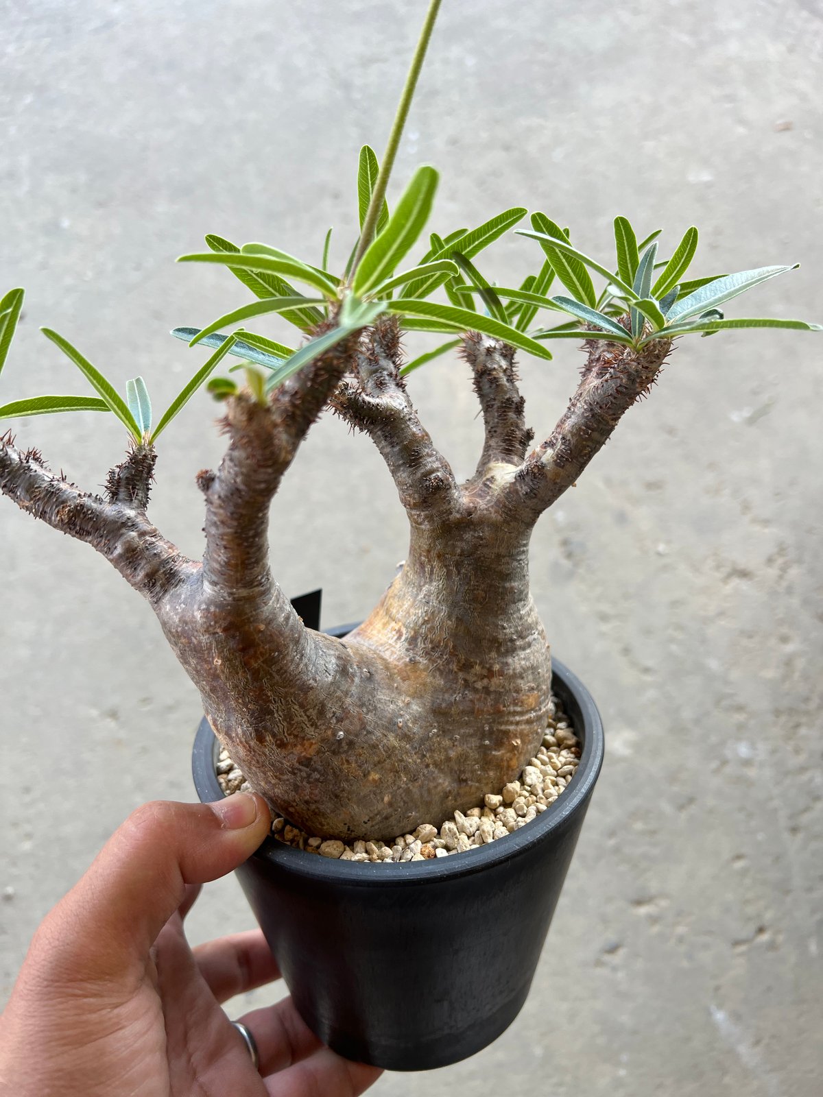 パキポディウム グラキリス 1点物】パキポディウム グラキリス | P-02 – LAND KNOT PLANTS