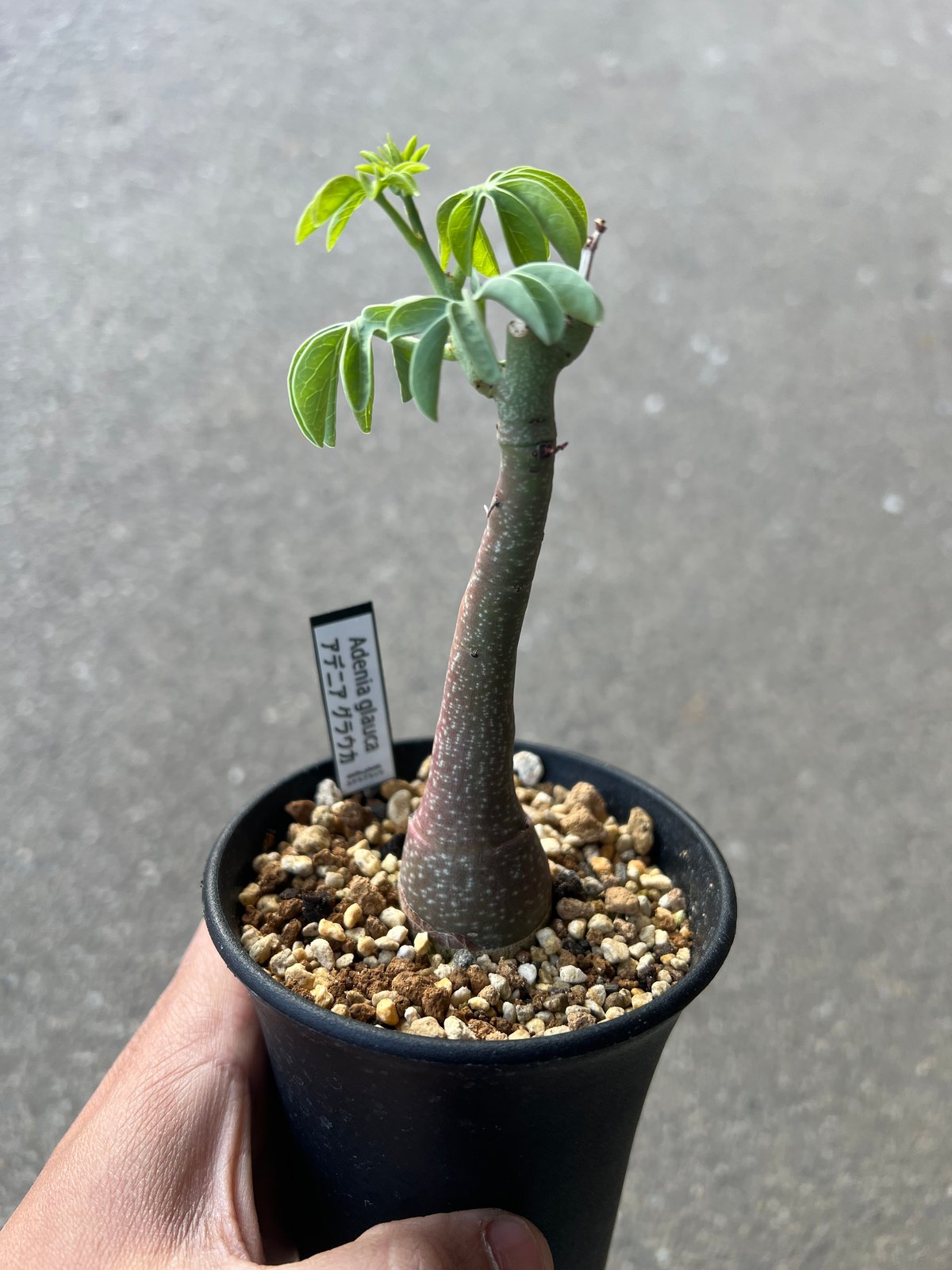 アデニア グラウカ6 | STELLA.PLANTS