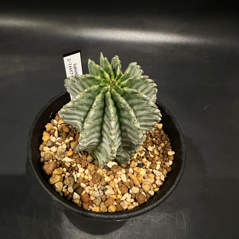 ユーフォルビア ホリダ | STELLA.PLANTS ユーフォルビア ホリダ | STELLA.PLANTS